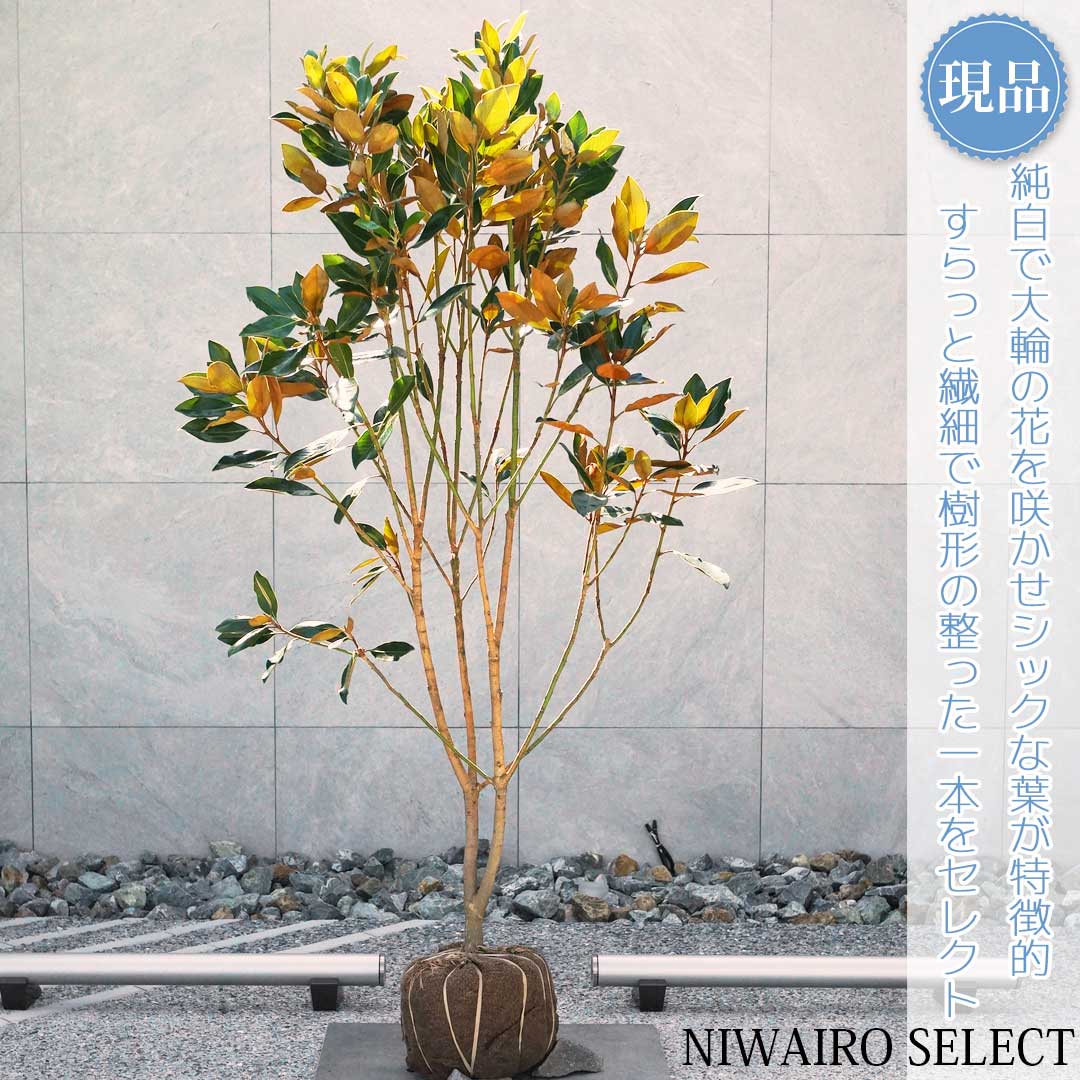 楽天市場】タイサンボク リトルジェム（花・ガーデン・DIY）の通販