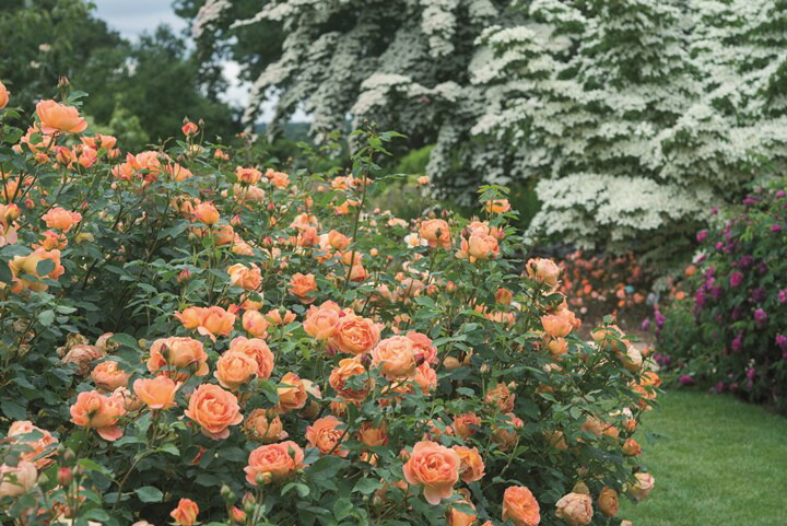 楽天市場】レディ・オブ・シャーロット（Ausnyson）（大苗）7号鉢植え