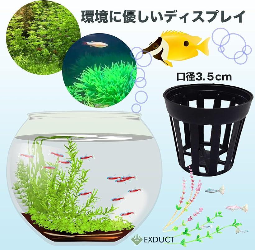 楽天市場】水槽用 水草 水草植栽3点セット 各8個セット 固定リング 植