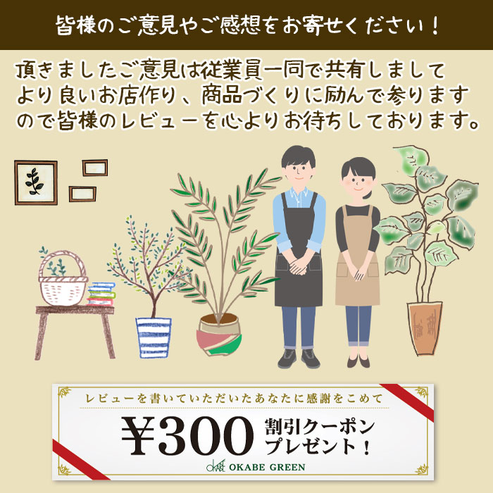楽天市場】富貴蘭 風蘭 蘭 長寿楽 【現品】 チョウジュラク 2本立 限品