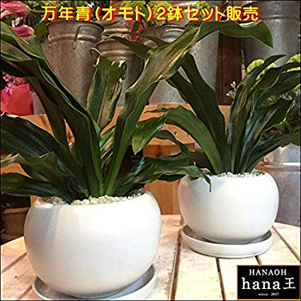 楽天市場】万年青（オモト）有田 2鉢セットのお買い得販売♪和風の