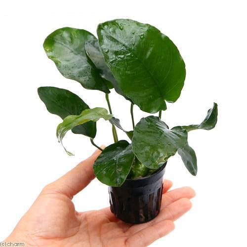 楽天市場】（水草）アヌビアス バルテリー 細葉タイプ 東南便（1