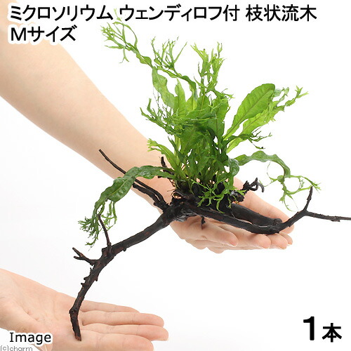 楽天市場】（水草）ミクロソリウム ウェンディロフ 枝状流木 Mサイズ