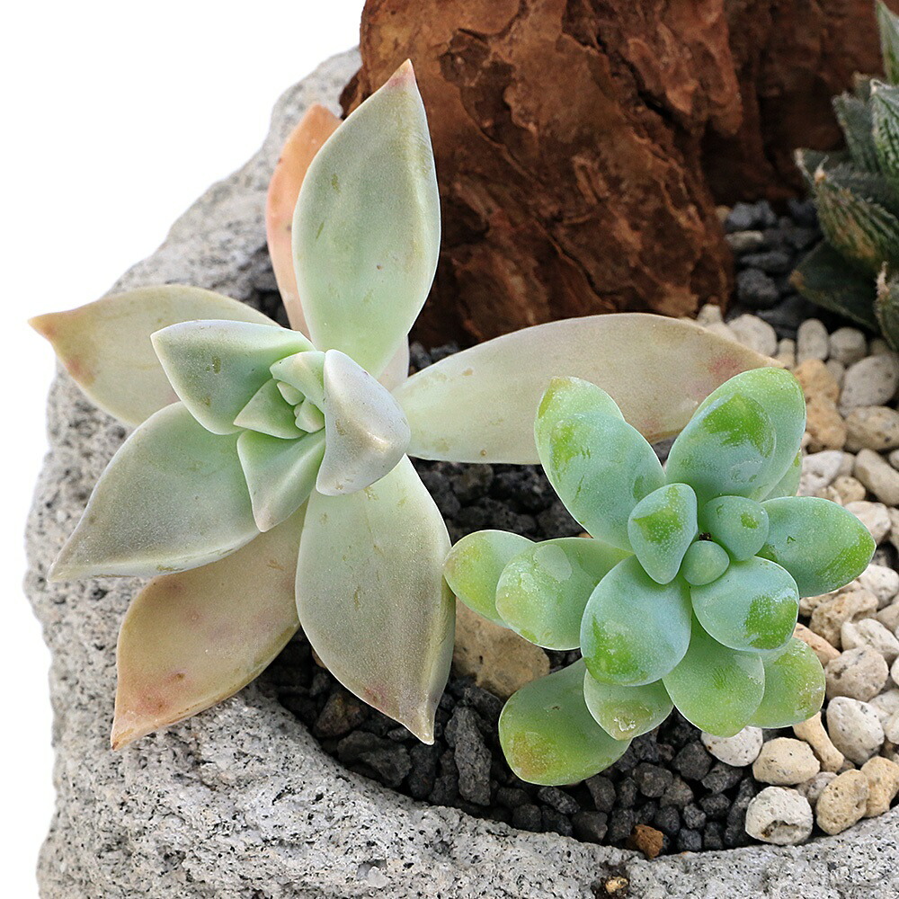 楽天市場】（多肉植物）おまかせハオルチアとプチ多肉の寄せ植え 白