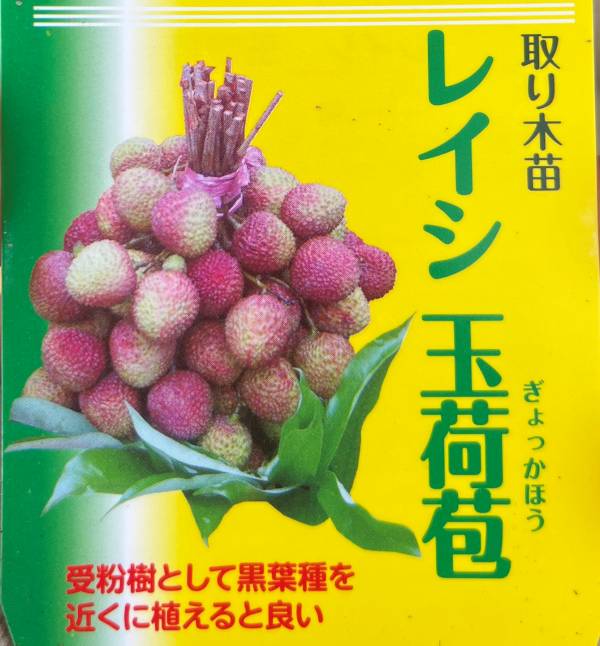 楽天市場】【品種で選ぶ】ライチ 5号 取り木苗木(h18) : 千草園芸
