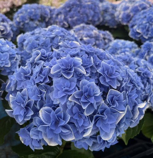 楽天市場】【花咲き過ぎ・花傷み】アジサイ（紫陽花・あじさい） 旭日