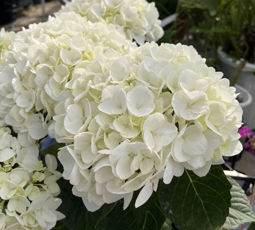 楽天市場】【開花株】アジサイ（紫陽花・あじさい） ホワイト