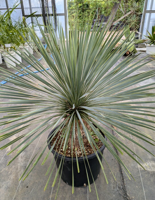 観葉植物 ユッカロストラータ 10号」の人気商品一覧 | 安い商品を通販