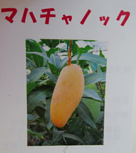 楽天市場】【現品発送】マンゴー マハチャノック 6号接ぎ木苗 : 千草園芸