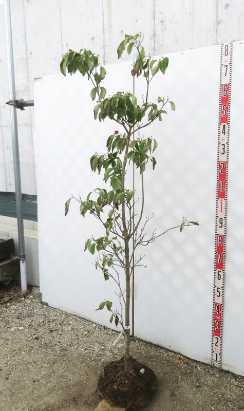 楽天市場】【現品/K117】花水木（ハナミズキ） 白花 クラウドナイン