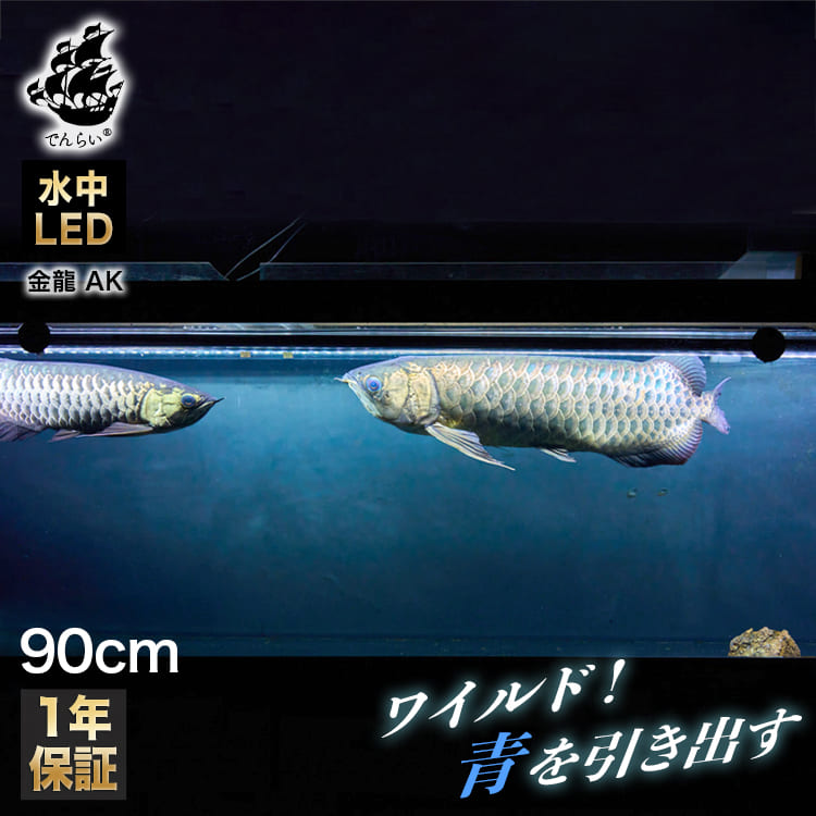 楽天市場】アロワナライト 過背金龍 藍底金龍 熱帯魚ライト テンニング