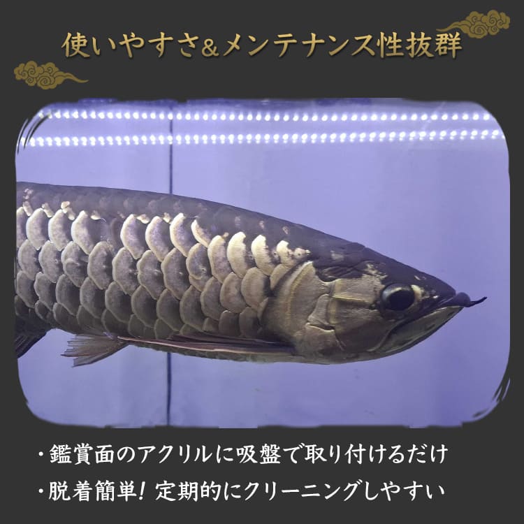 楽天市場】アロワナライト 過背金龍 藍底金龍 熱帯魚ライト テンニング