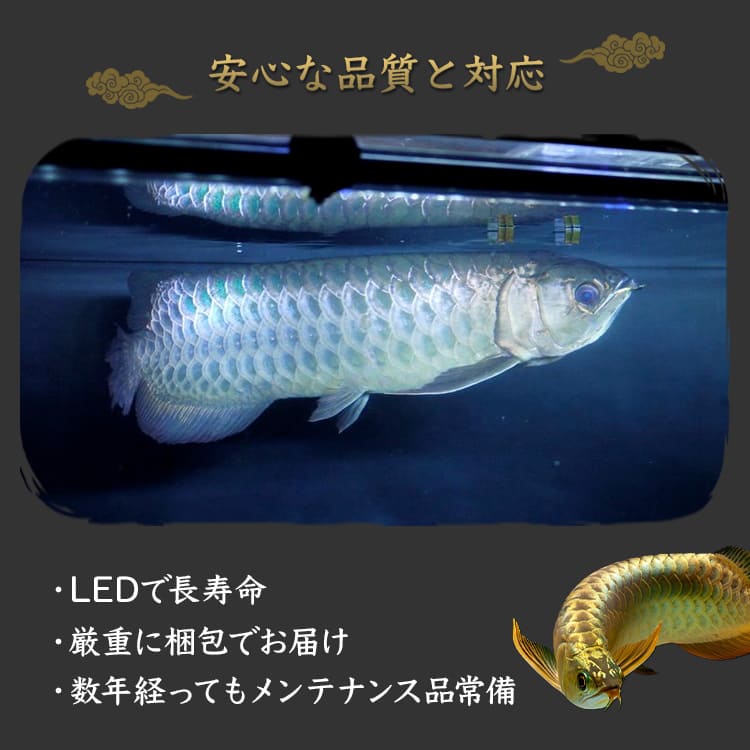 楽天市場】過背金龍 アロワナライト 藍底金龍 水槽ライト 熱帯魚ライト