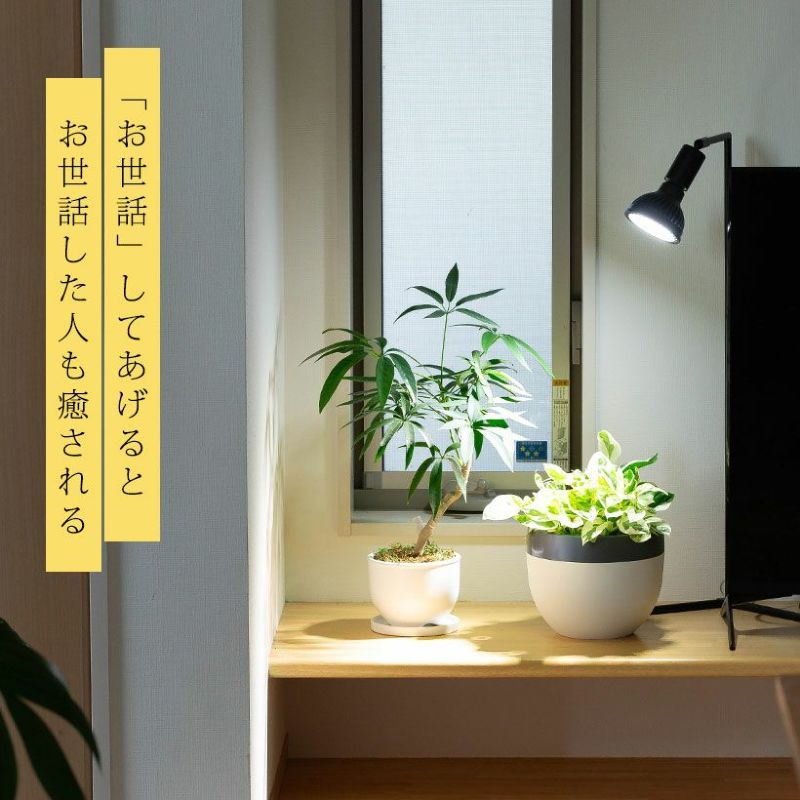 楽天市場】植物育成ライト 観葉植物 多肉向け 植物ライトledプランツ