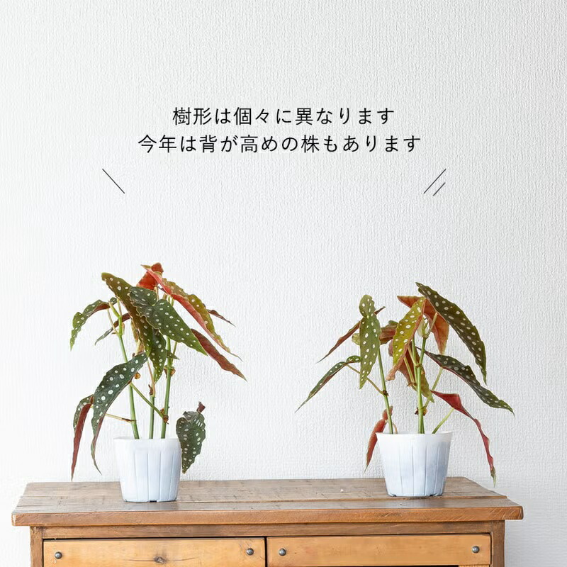 楽天市場】ベゴニア・マクラータ樹脂POT☆水玉模様がキュートです