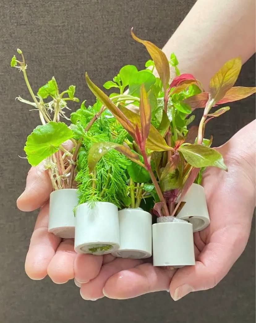 楽天市場】(水草)置くだけ簡単 マルチリングホワイト(白)おまかせ有茎