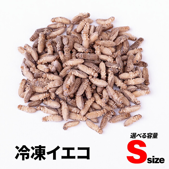 楽天市場】冷凍コオロギ S 20g 40g 100g 送料無料 1cm程 エサラボ 冷凍