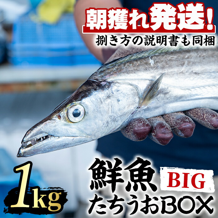 楽天市場】たちうおの通販