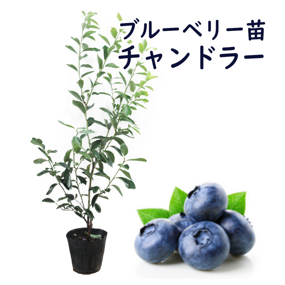 楽天市場】ブルーベリー 苗 苗木 ノーザンハイブッシュ系