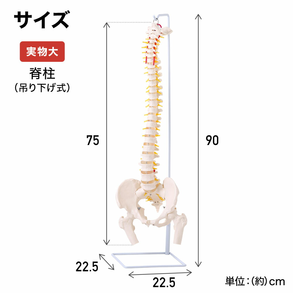楽天市場】【 50%OFF☆先着クーポン3/1限定 】 人体模型 脊柱模型 脊髄