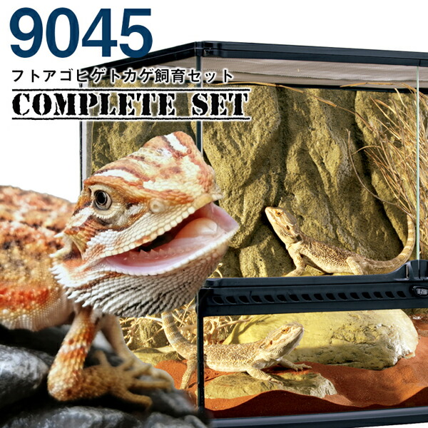 楽天市場】【水槽セット】9045 フトアゴヒゲトカゲ飼育セット