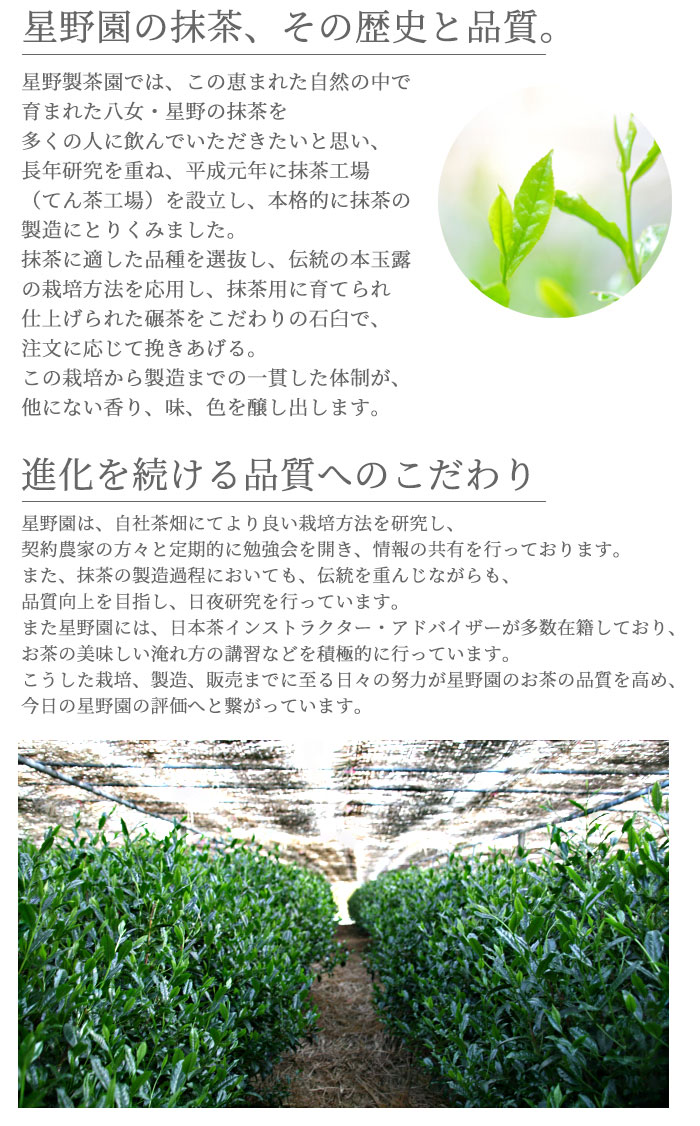 楽天市場】抹茶 星野園 八女の華 40g缶 福岡 八女 星野村のおいしい