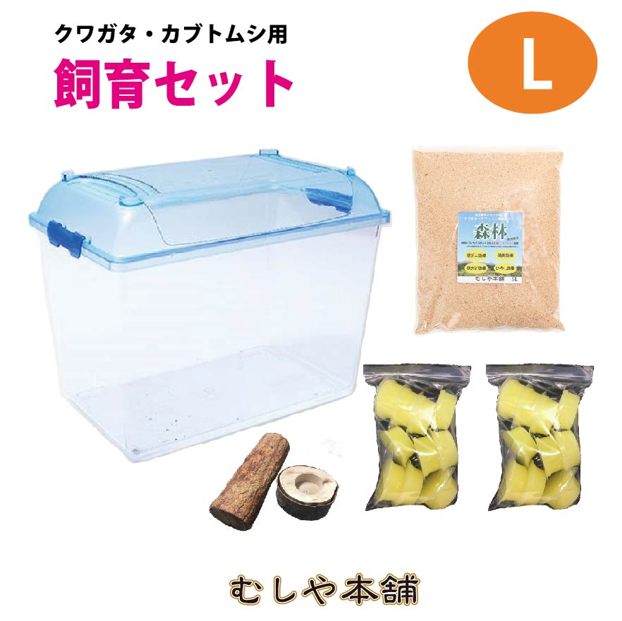 楽天市場】むしや本舗 カブトムシ・クワガタ成虫 飼育セット 飼育
