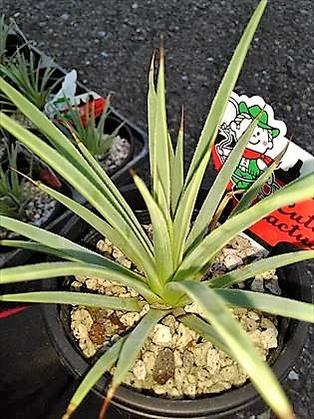 楽天市場】◇アガベ・ストリクタ・ナナ◎Agave stricta Nana◎姫吹上