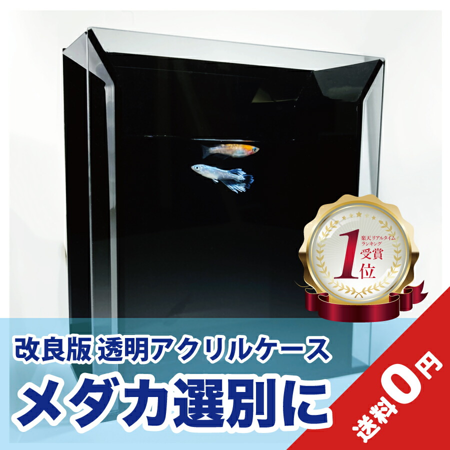楽天市場】メダカ選別用 水槽 アクリルケース 改良版 高さ160 幅140
