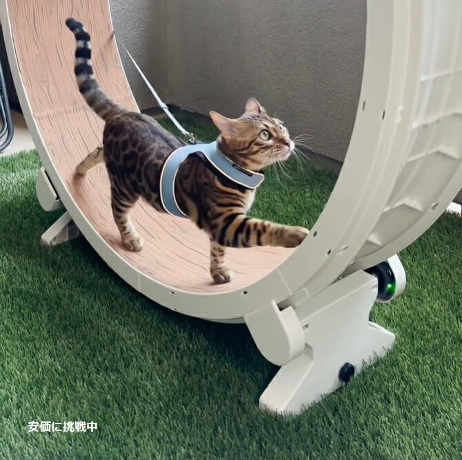 楽天市場】ワンファストキャット ONEFASTCAT 猫用 Cat Exercise Wheel