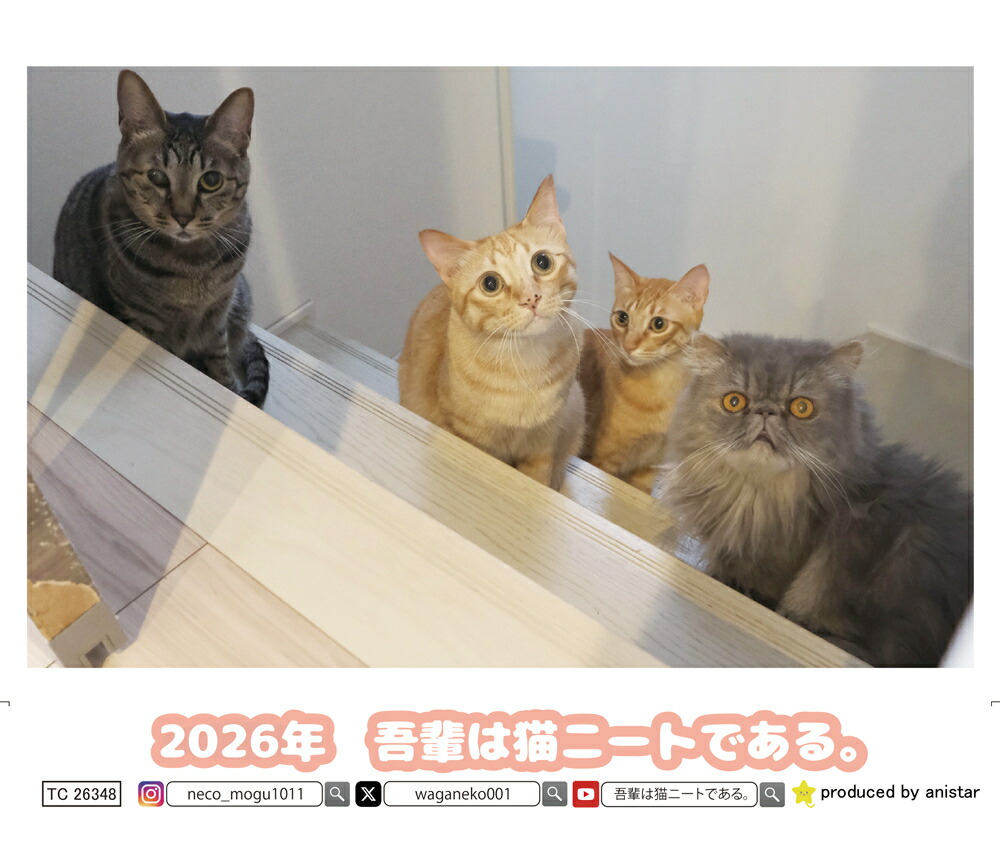 楽天市場】【予約販売】 吾輩は猫ニートである。 2026年 卓上