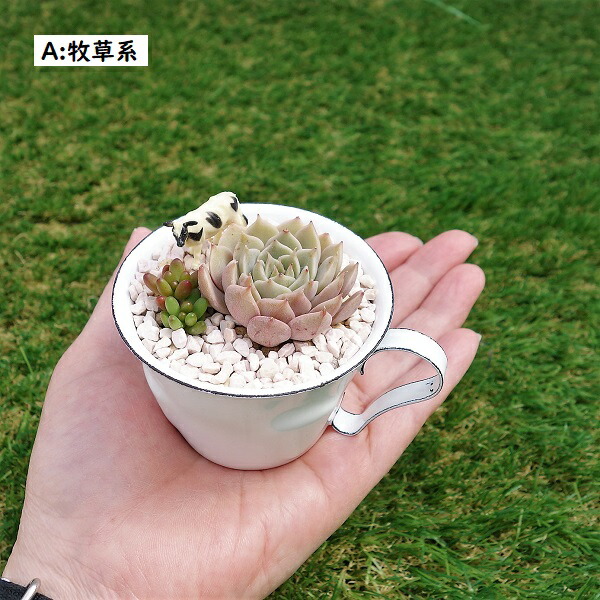 楽天市場】多肉植物 寄せ植え 鉢花 多肉カップに住む動物たち かわいい