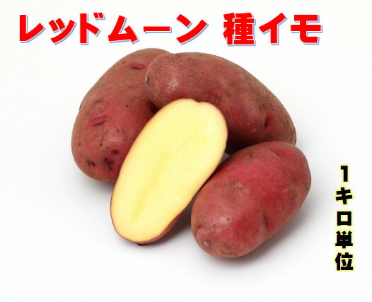 楽天市場】レッドムーン じゃがいも種芋 1キロ B品 北海道、青森県産