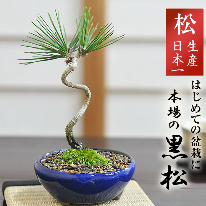 楽天市場】盆栽 松 黒松 ミニ盆栽 ミニ 松盆栽 ミニ黒松 初心者 室内
