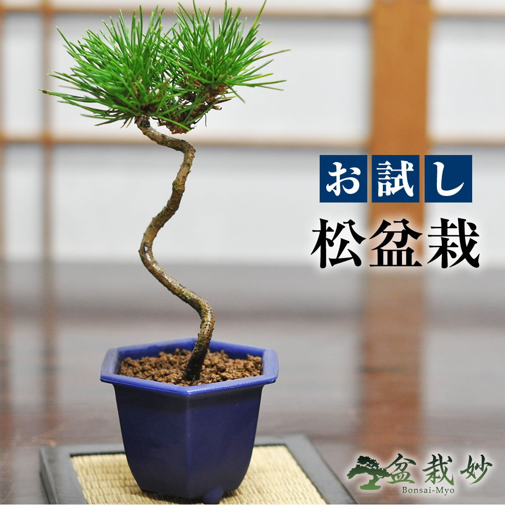 盆栽]真柏⁄小品 糸魚川真柏 小品盆栽 捻転 天ジン 真柏盆栽 【