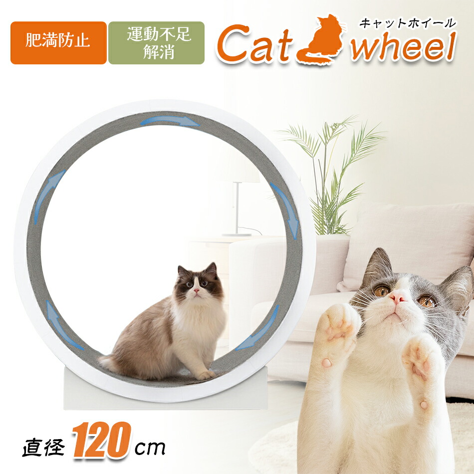 楽天市場】キャットホイール 猫 キャットランナー 120cm 自走式 運動