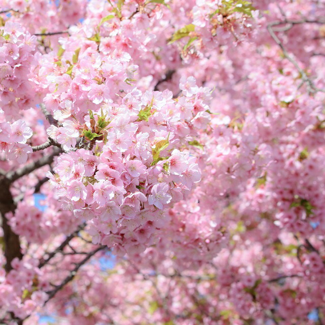 楽天市場】【サクラ属】高性桜 河津桜（カワズサクラ） 5号ポット