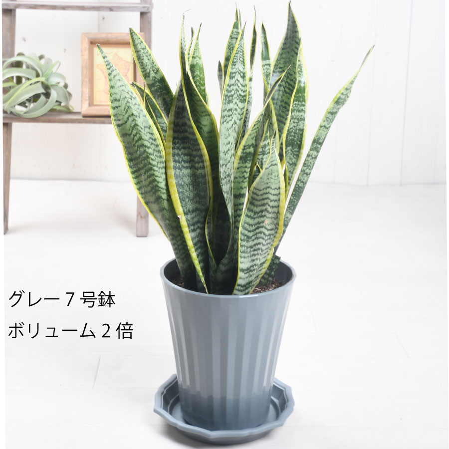 楽天市場】観葉植物 サンスベリア 選べる鉢サイズ5号から7号