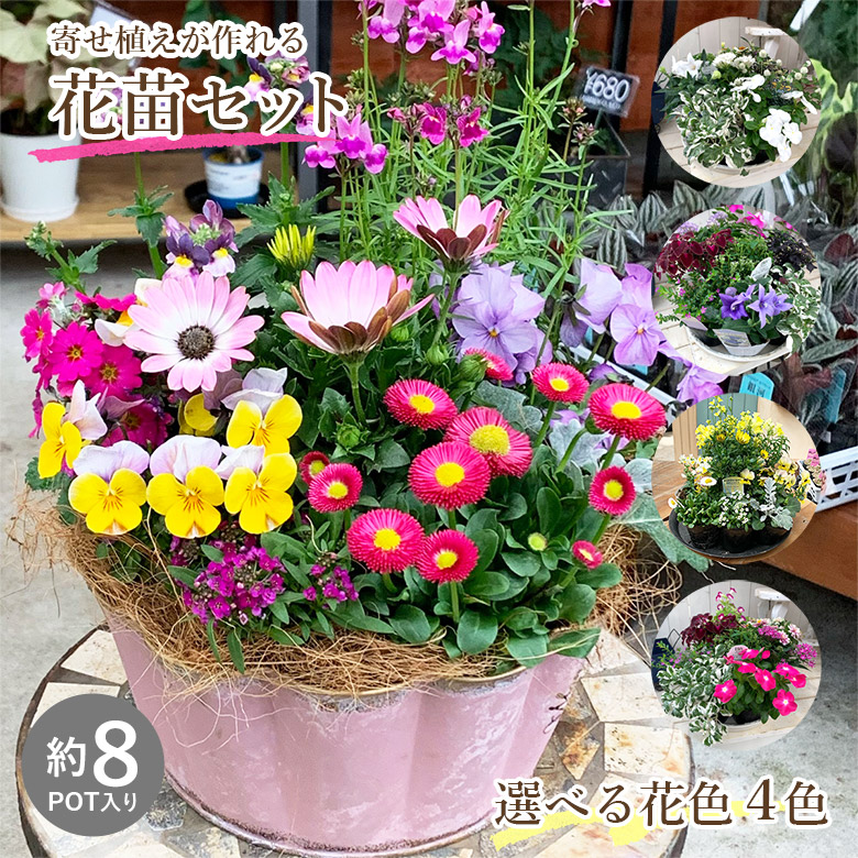 楽天市場】ビオラ 寄せ植え（種類（植物）パンジー）の通販