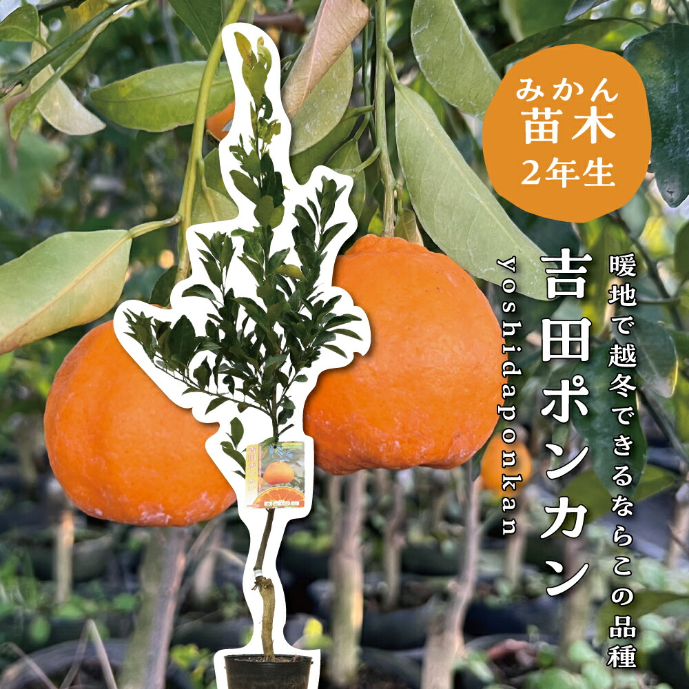 楽天市場】吉田ポンカン 【特等2年生苗木】 苗木 みかんの木 接木苗
