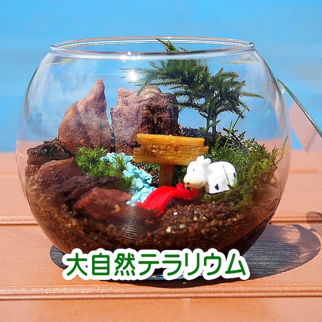 楽天市場】苔テラリウム コウヤノマンネングサの通販