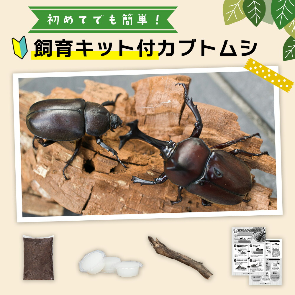 楽天市場】【99%OFFクーポン配布中☆4日20時〜】【飼育キット付