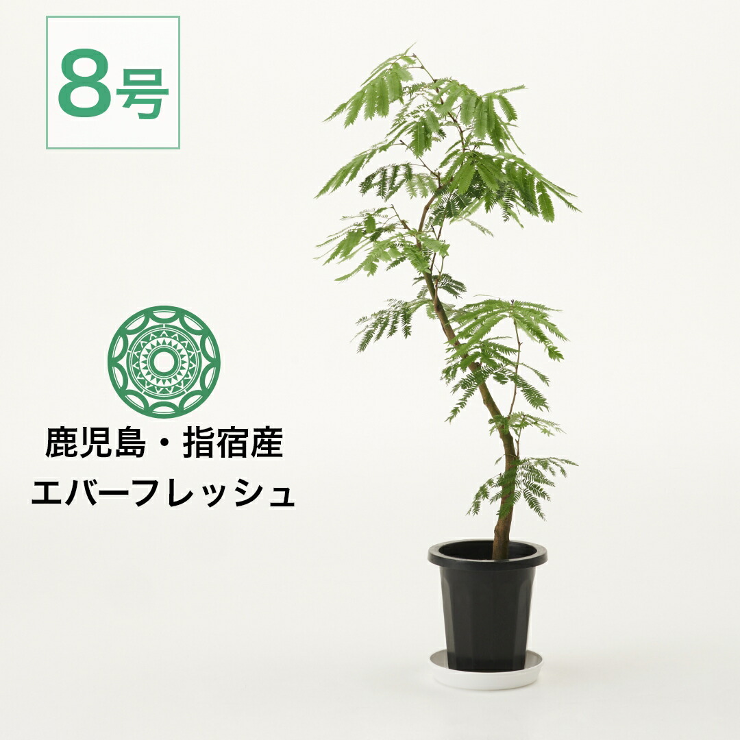 楽天市場】【3/1限定 全品10%OFFクーポン】観葉植物 エバーフレッシュ
