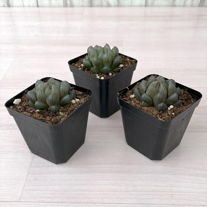 楽天市場】多肉植物 ハオルチア ブラックオブツーサ 7.5cmポット 観葉