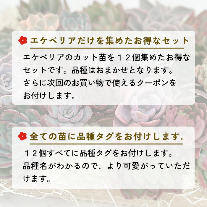 楽天市場】【数量限定】【クーポン付き】2026新春福袋 送料無料