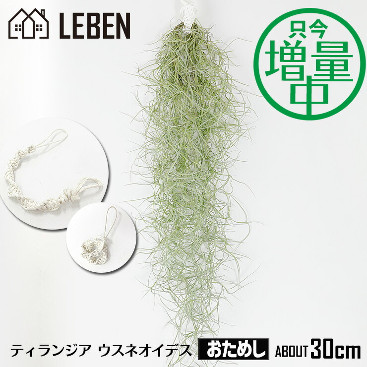 楽天市場】【1日は10%OFF！】☆予約☆【只今！増量中】おためし