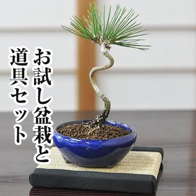 盆栽用具セット 色々 盆栽とのセット商品の販売 | 盆栽妙 – 盆栽妙 本店