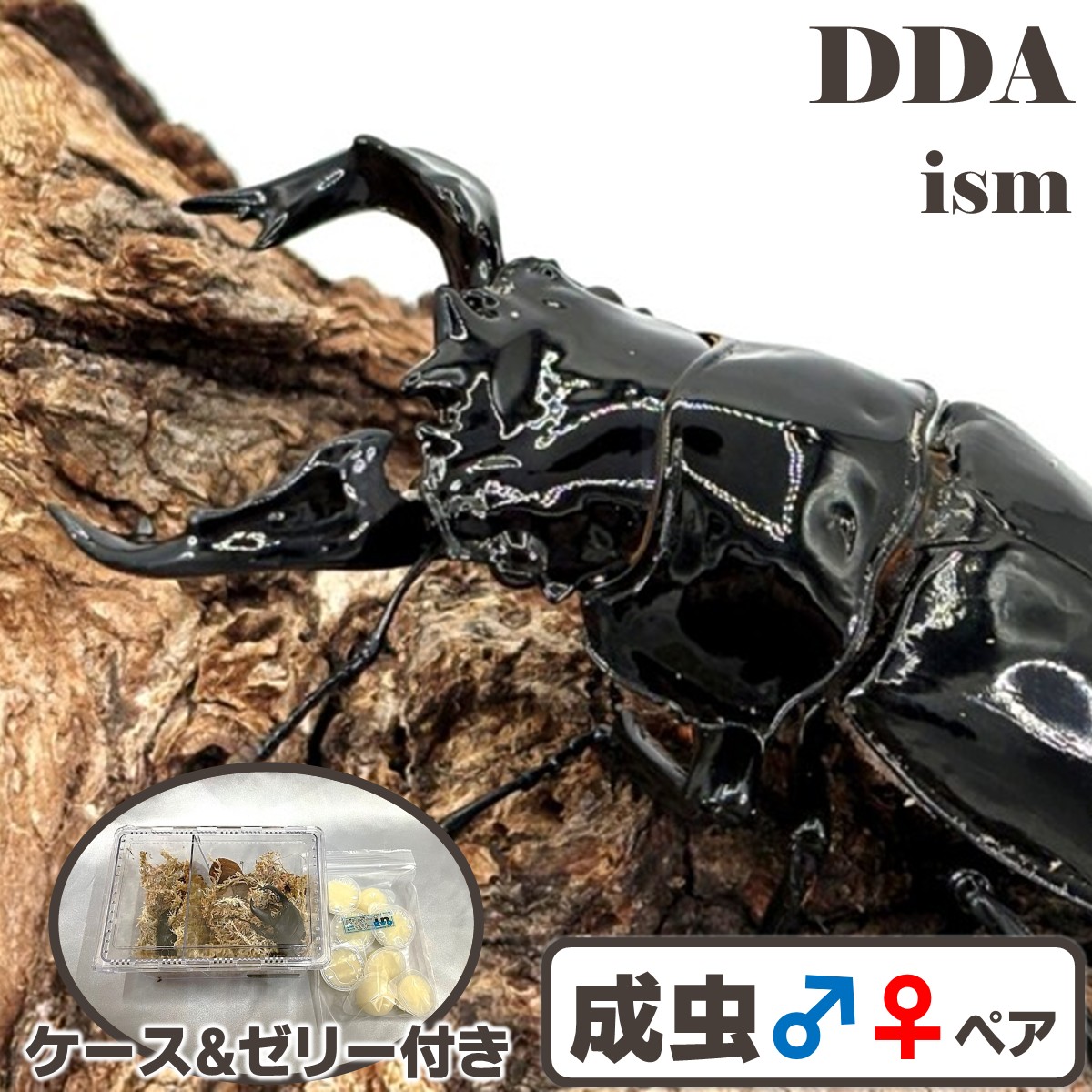 楽天市場】【DDA】タランドゥスオオツヤ 成虫 ♂50〜85mmUP ペア