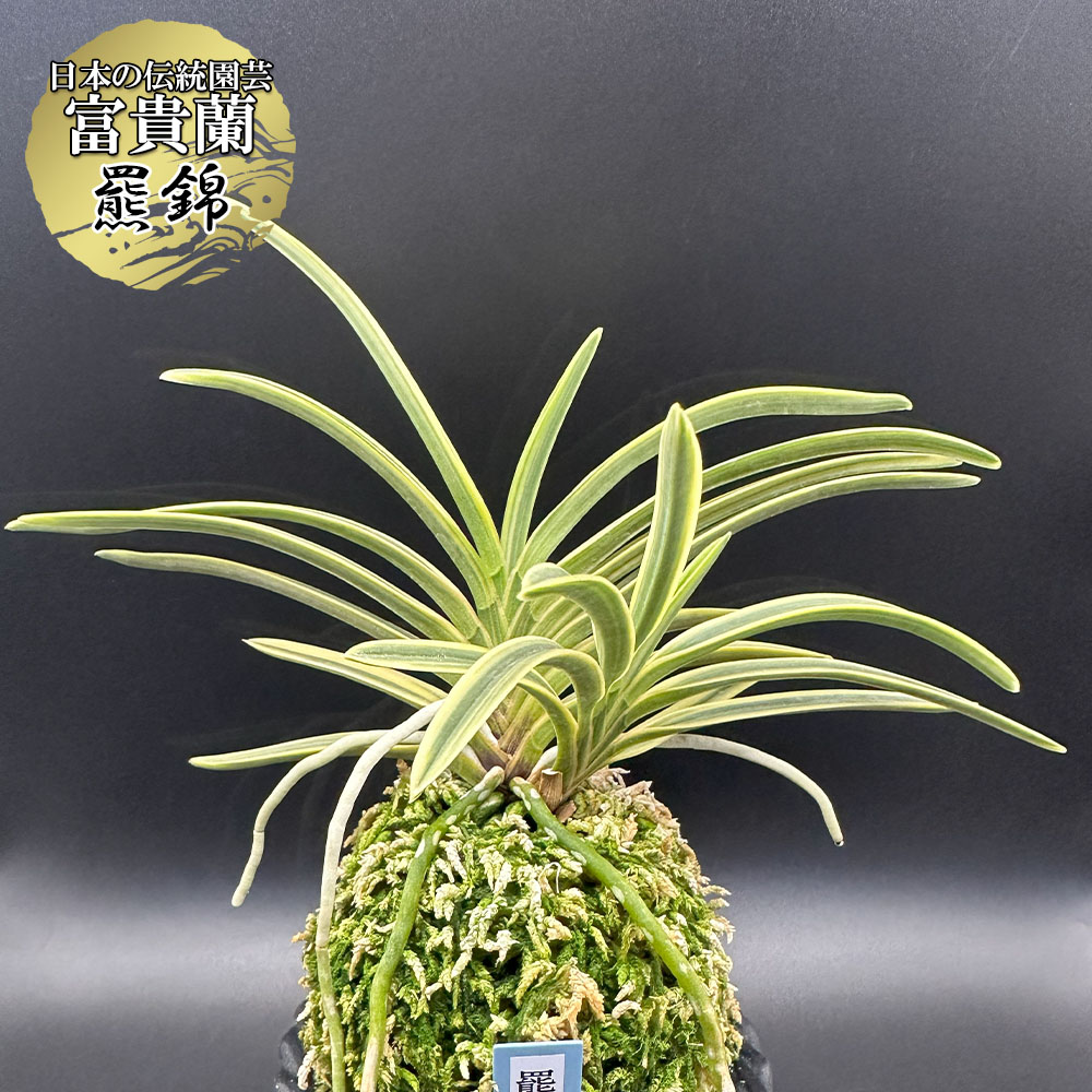 楽天市場】富貴蘭 風蘭 蘭 羆錦 【現品】 ひぐまにしき 3本立 fu-t80