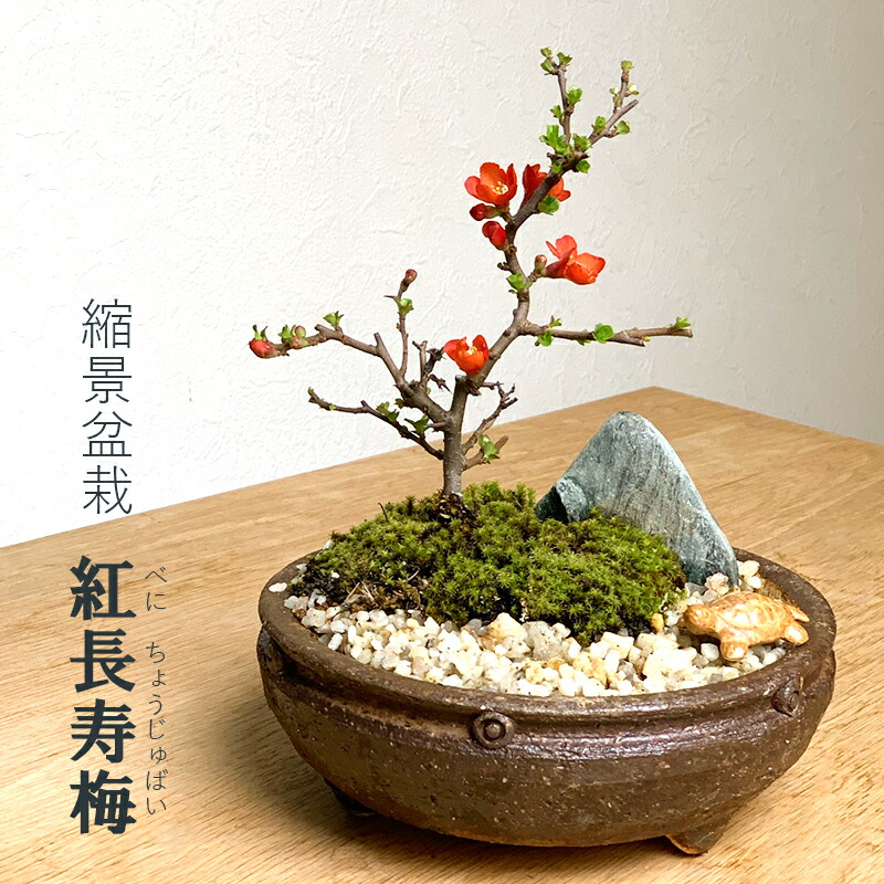 楽天市場】盆栽 長寿梅 紅花 紅長寿梅 亀付き 紅長寿梅の盆栽 信楽茶鉢